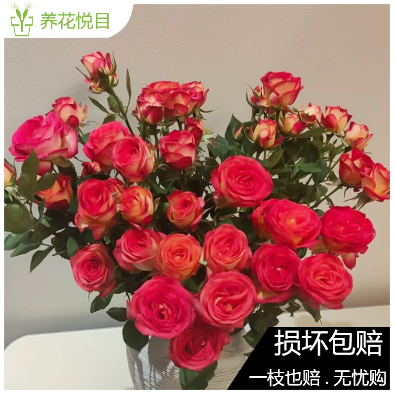 【爱丽丝多头玫瑰】一单发普通快递，两单发中通冷链，三单发顺丰冷链