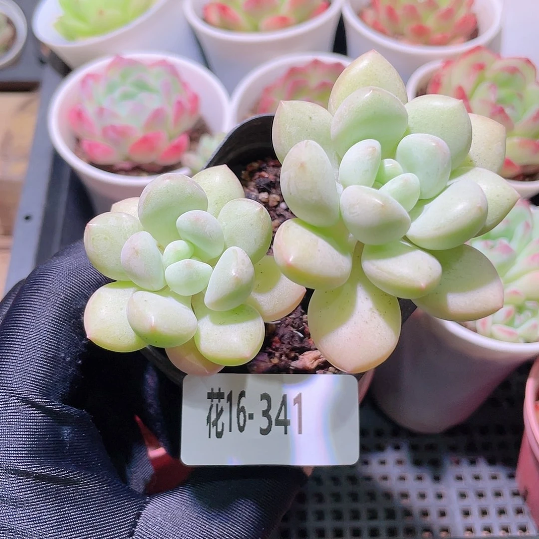 花利美16-341泡泡糖