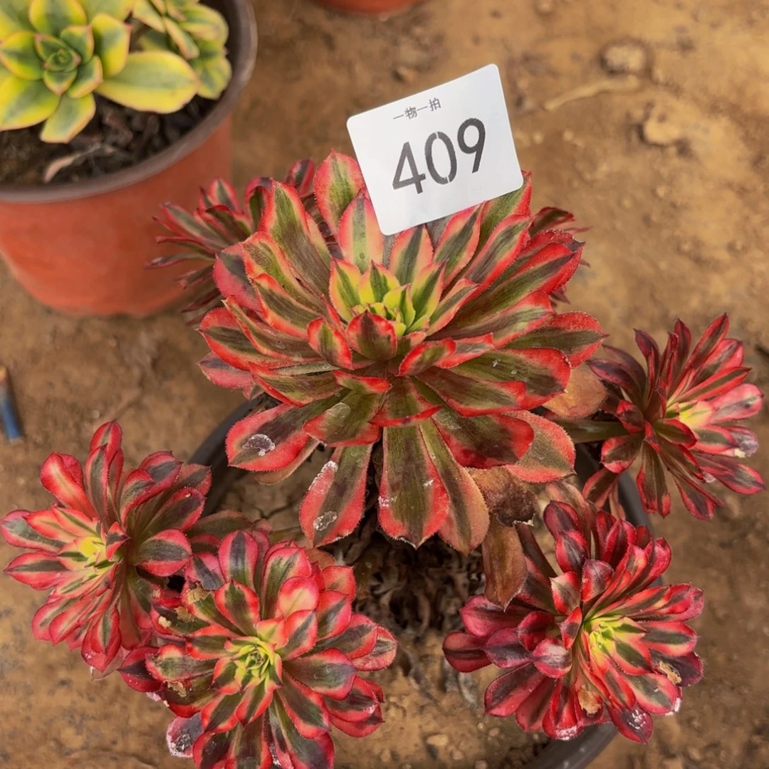 红铜壶超白一物一拍409冷棚