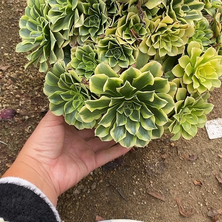 多肉植物绿豆莎650多肉