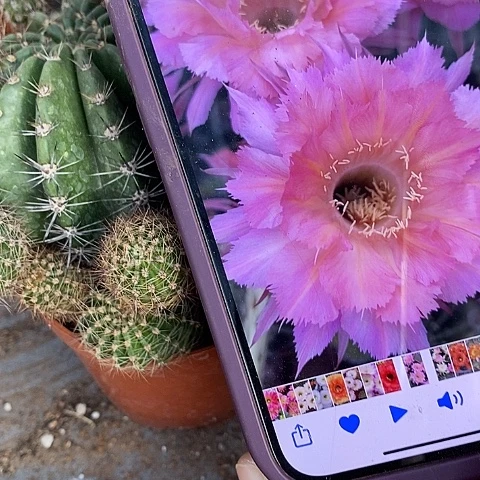 山脉仙人球，2478900