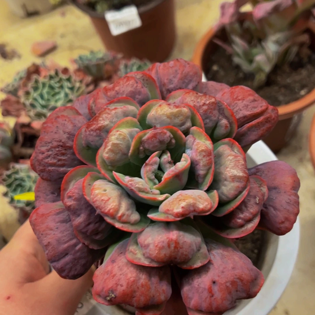 心之悦大单头老桩