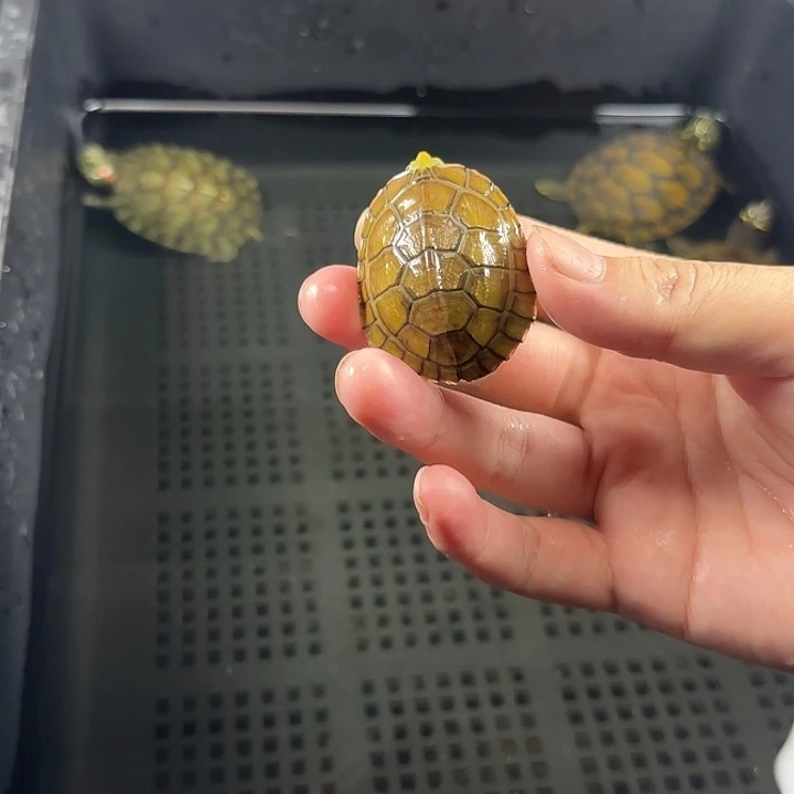 宠物龟不分公母4.3cm小青