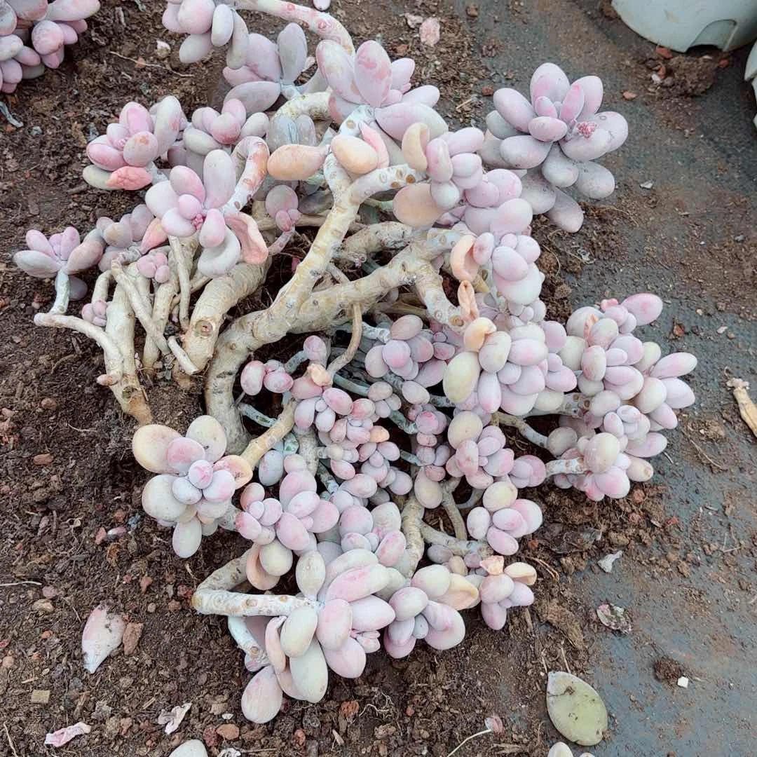 圆*桃蛋散装不售后20。