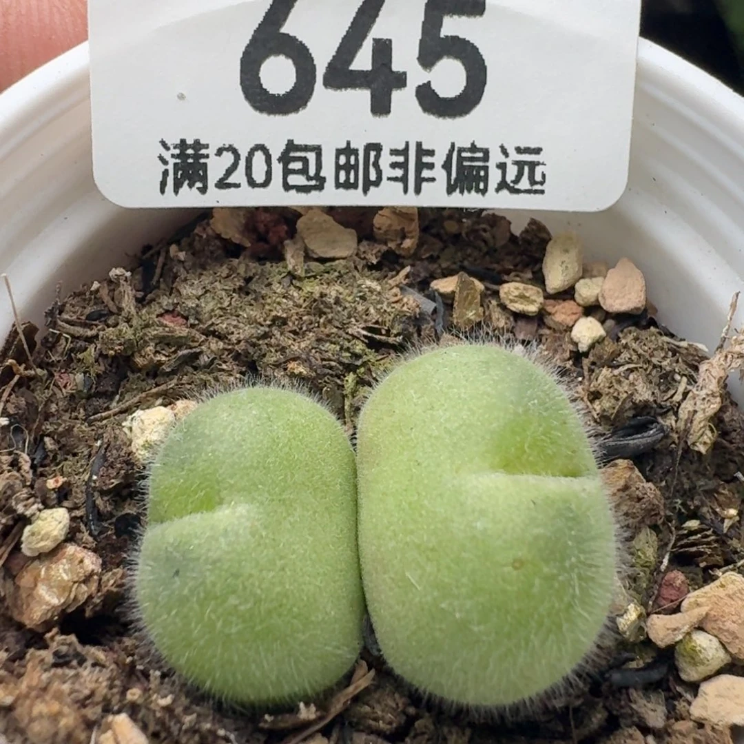 长毛带盆土。