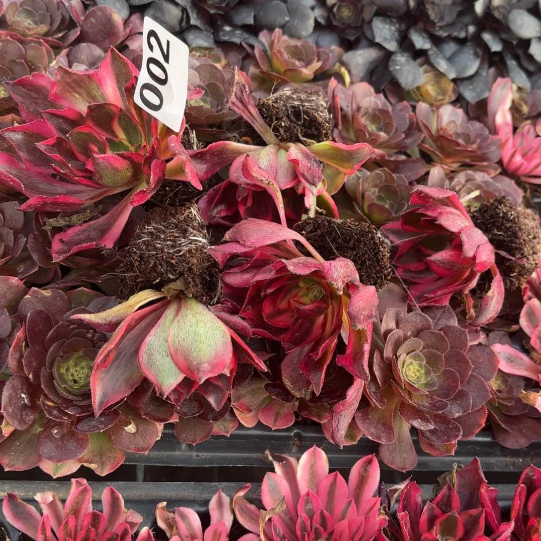 全****哥魅影5棵002发货