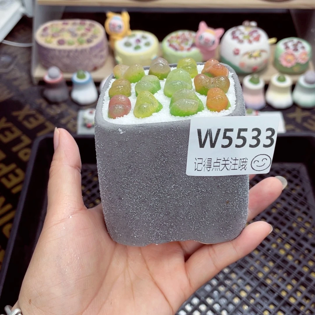 w5533 带盆土发货一物一拍