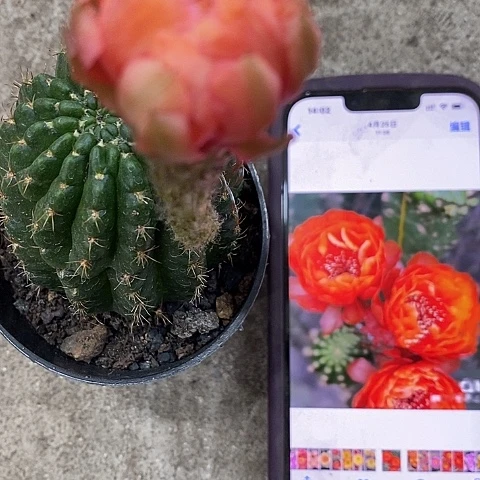 橙牡丹仙人球，37900