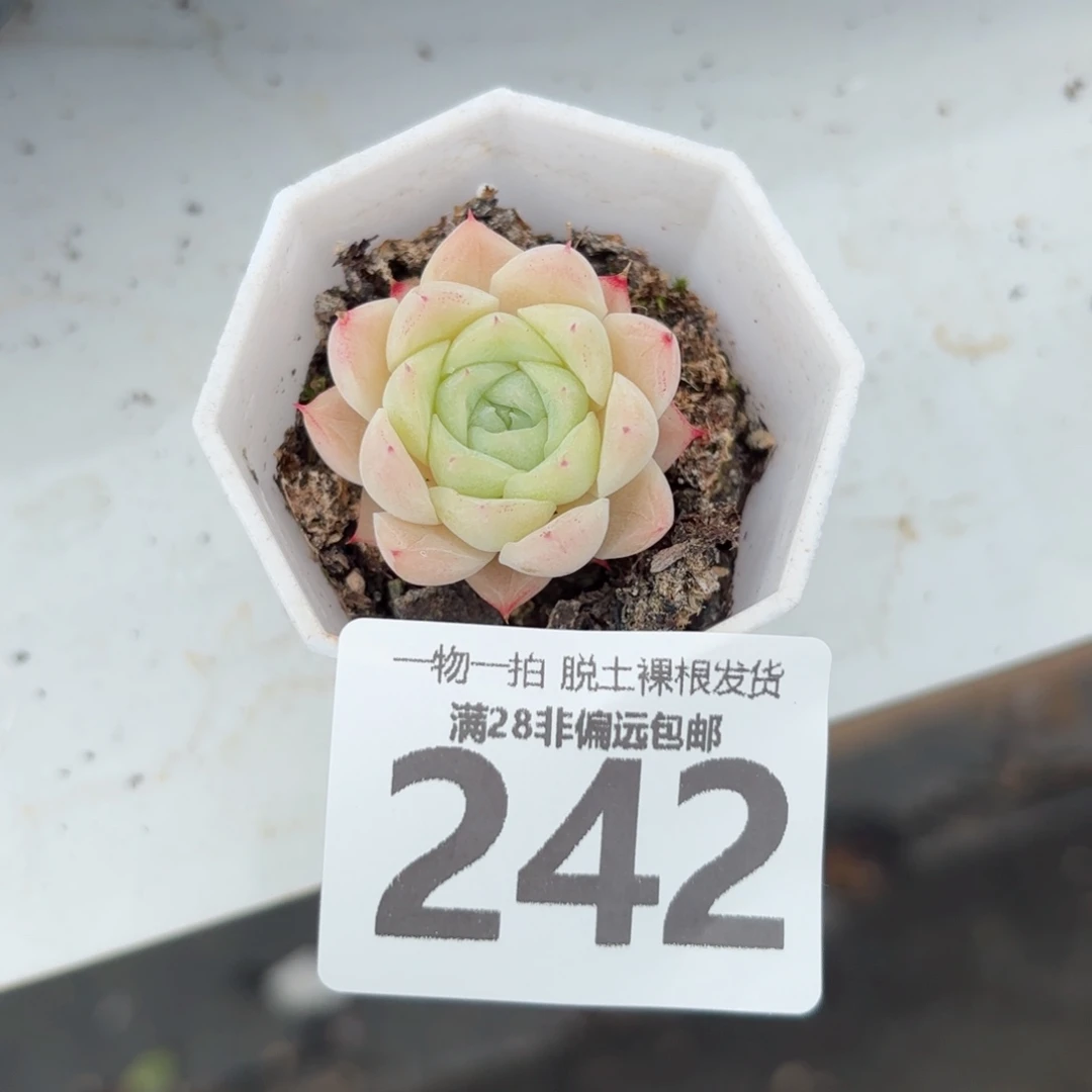 麦秆单头无盆土发货