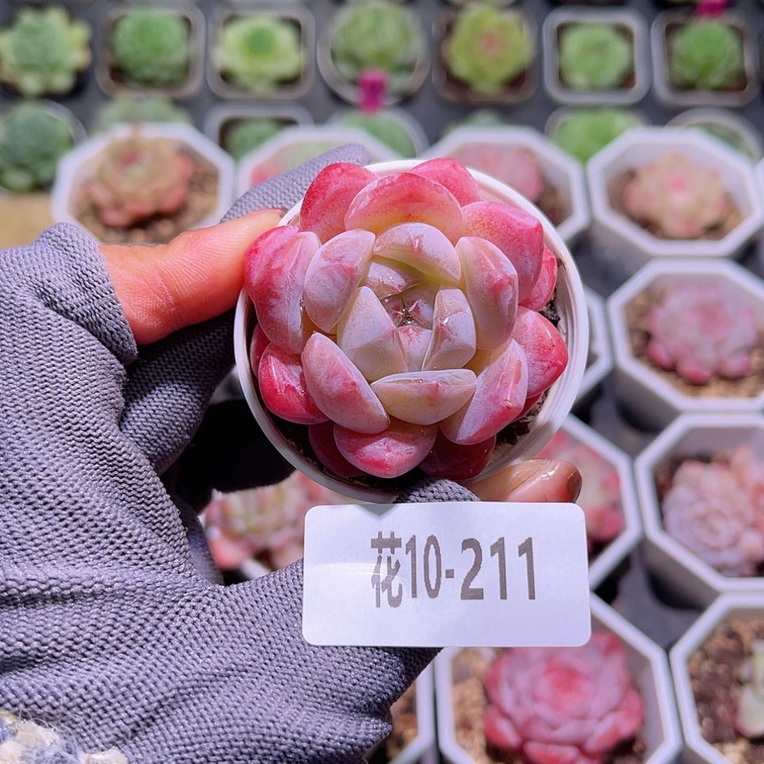 花10-211冰娃娃单头