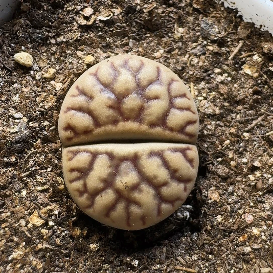 生石花1111111。   276