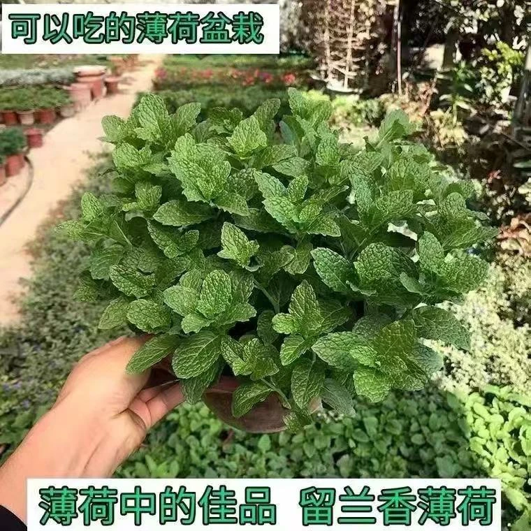 薄荷盆栽可食用驱蚊驱虫室内办公室阳台绿植植物好养易活净化空气