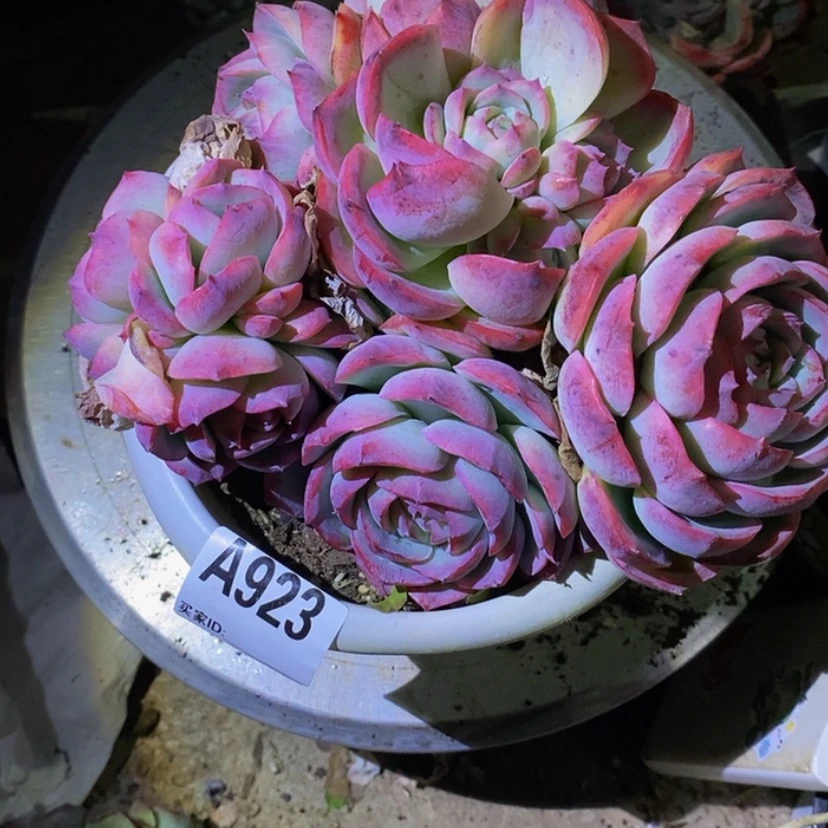 【闪购商品】夜**央多肉植物