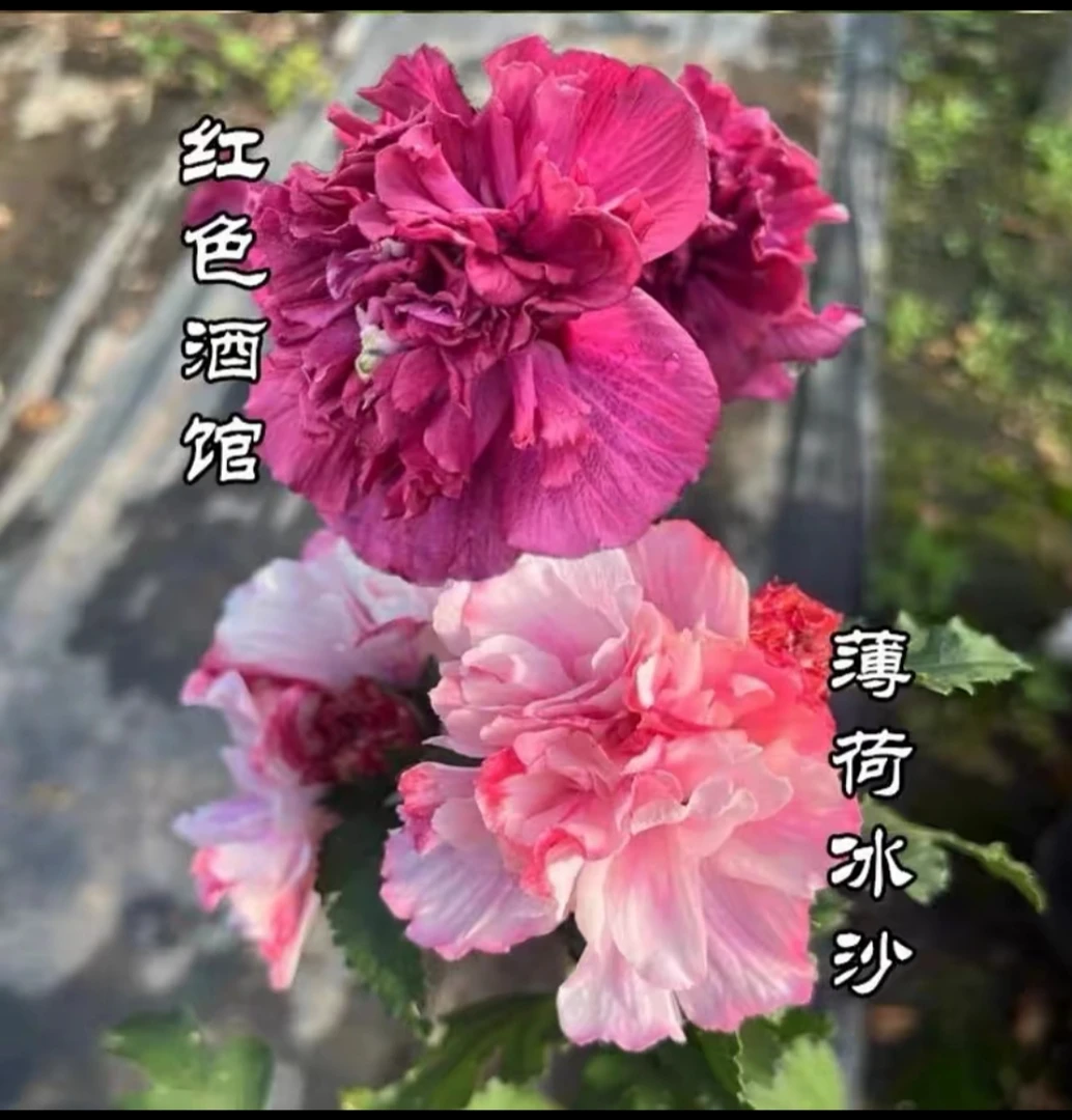 蓝莓冰沙紫玉薄荷冰沙木槿大花重瓣耐热耐寒室内阳台庭院