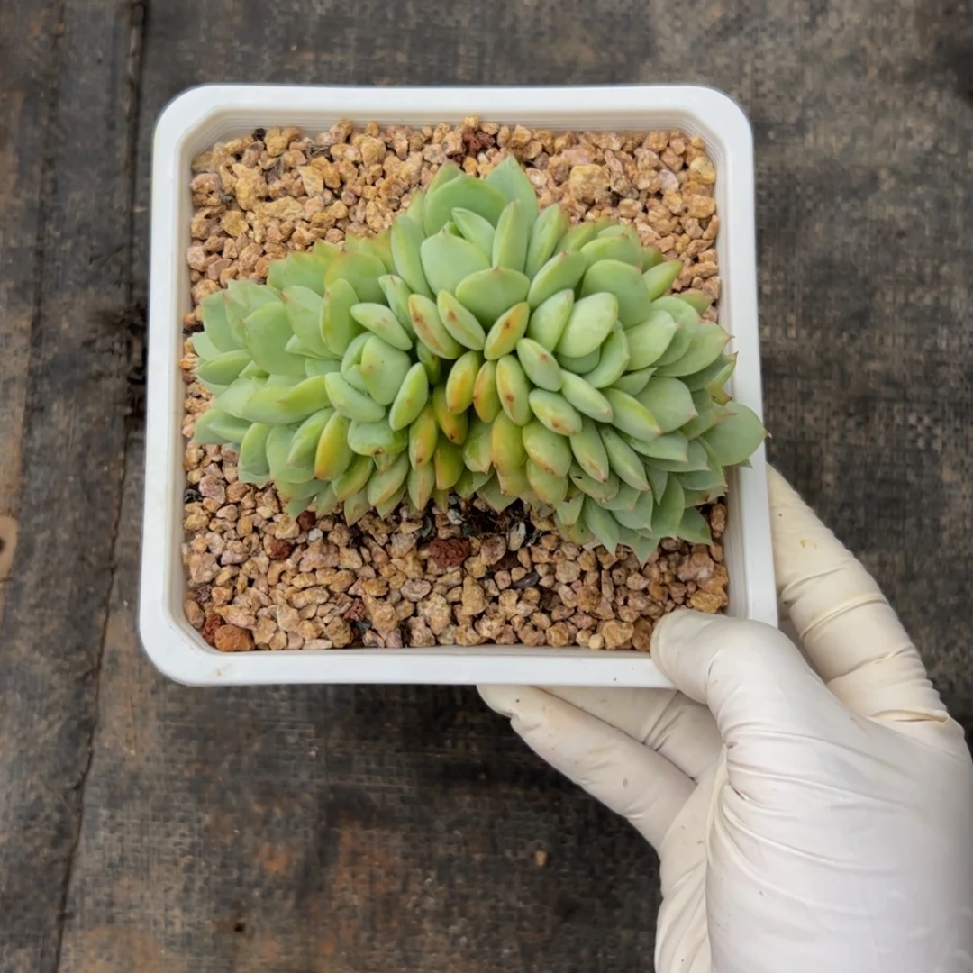 宠***拉恋曲朵朵缀化多肉植物