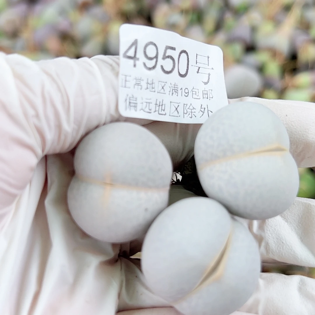 4950四年高尔夫3个2.5cm左右