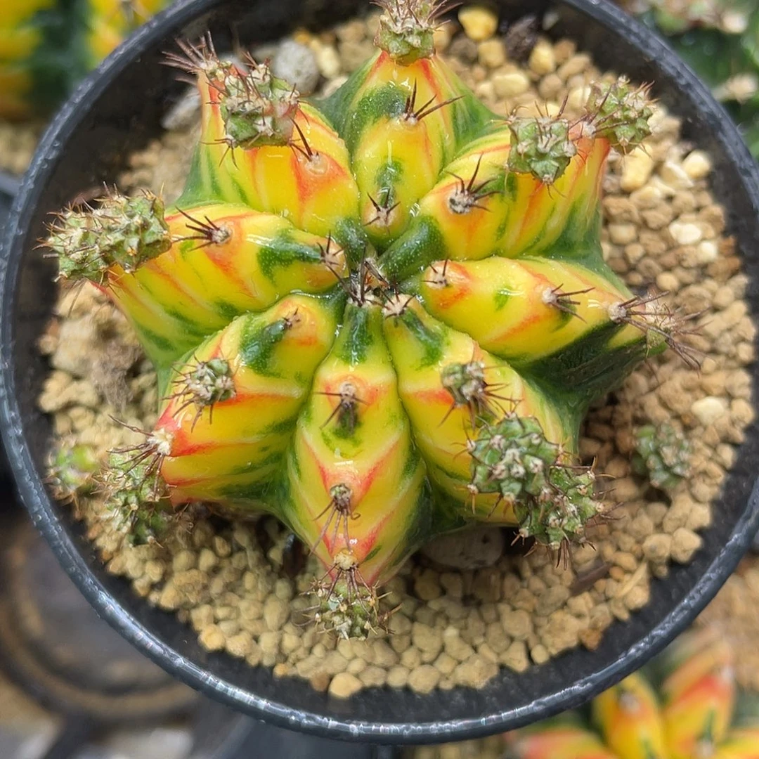 1-196米哈锦5.4厘米