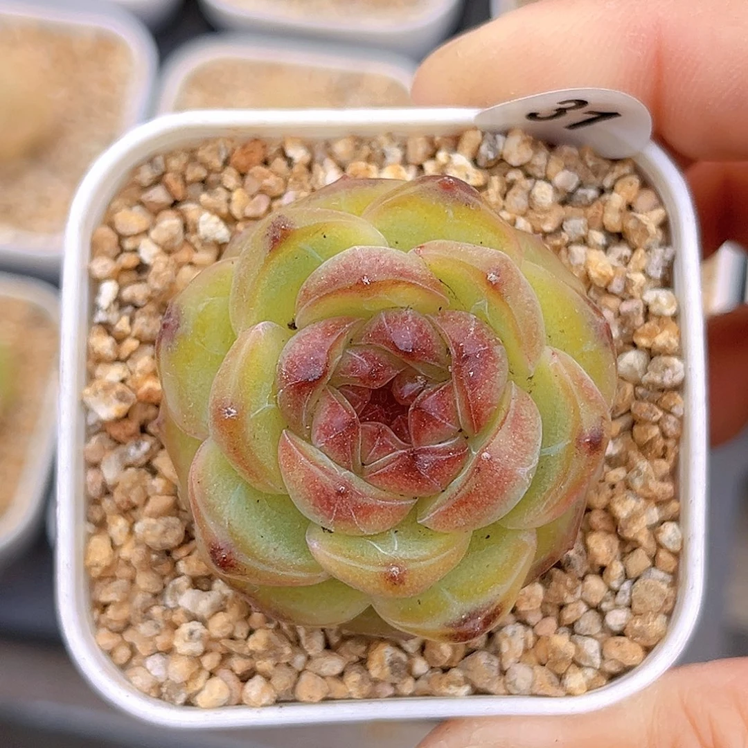 31 幽灵公主  新品珍妮 满18包邮