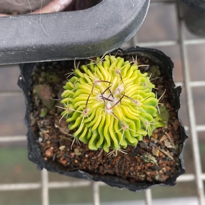 伯克利和格蕾纳等著名音乐