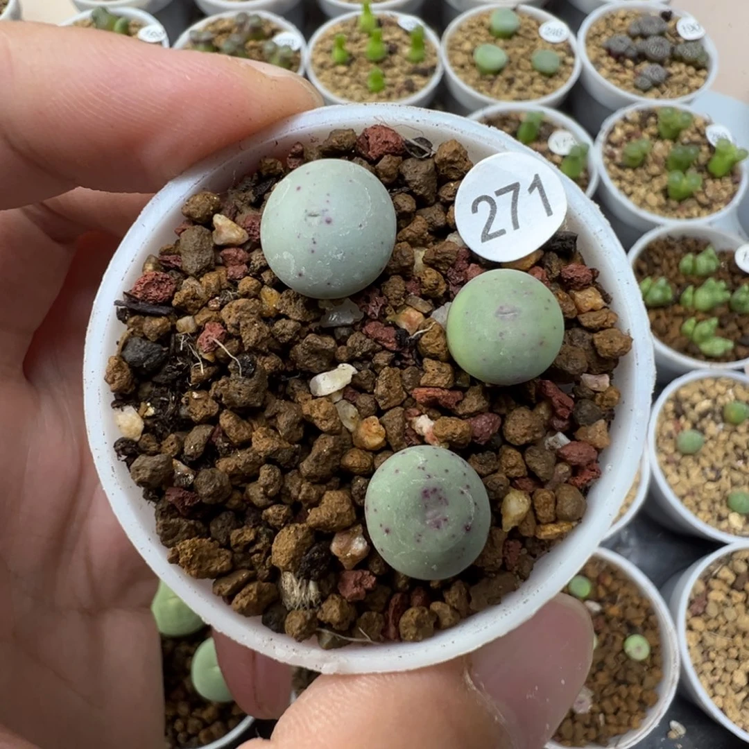 白花大G一颗脱土271000