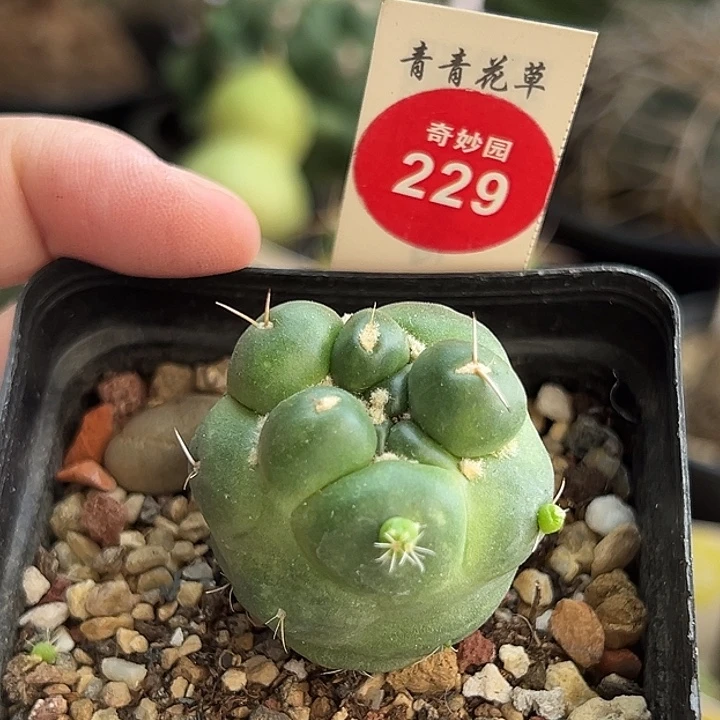 自根无刺象牙一棵仙人球
