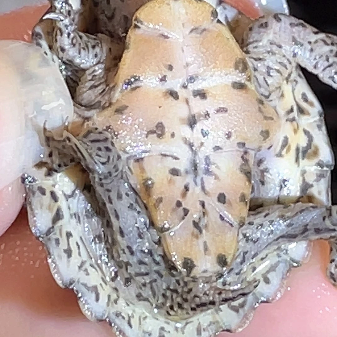 宠物龟不分公母E12全品粗纹满纹黑刀