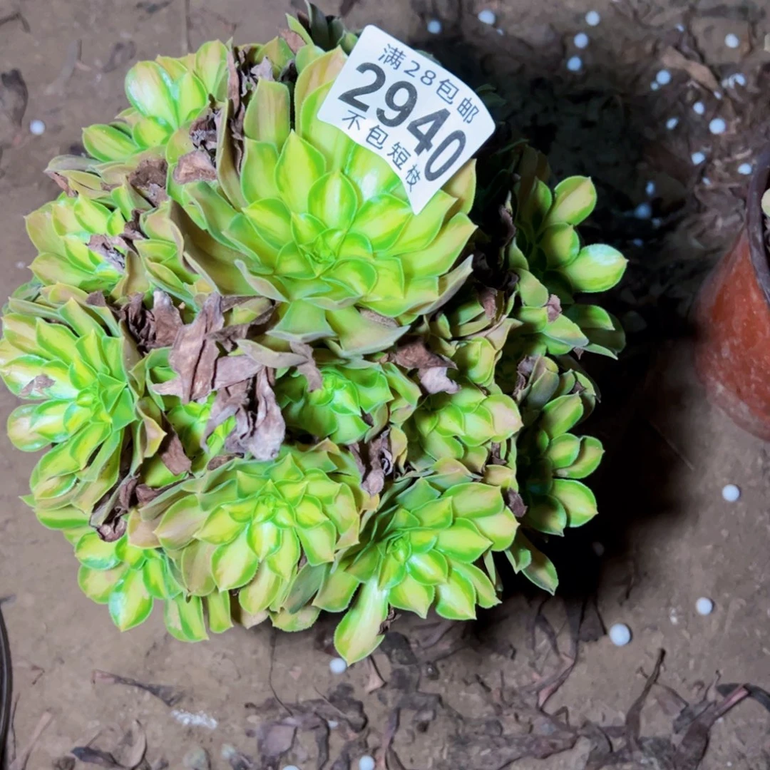韶华多肉植物2940
