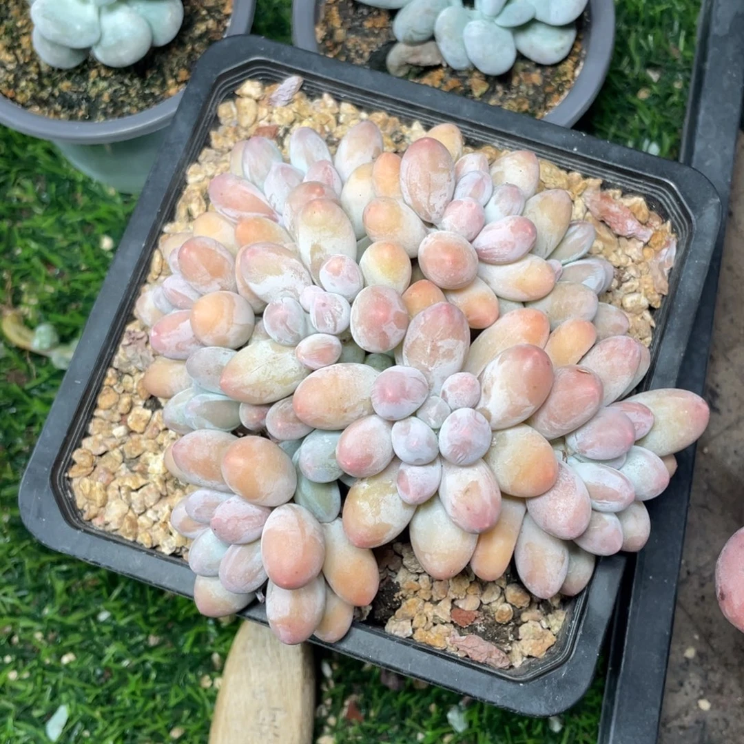 老桩汤圆多肉植物