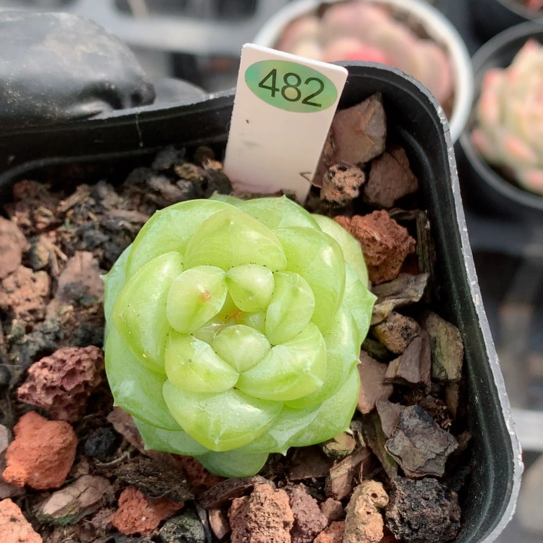 58包邮  群生不包整482