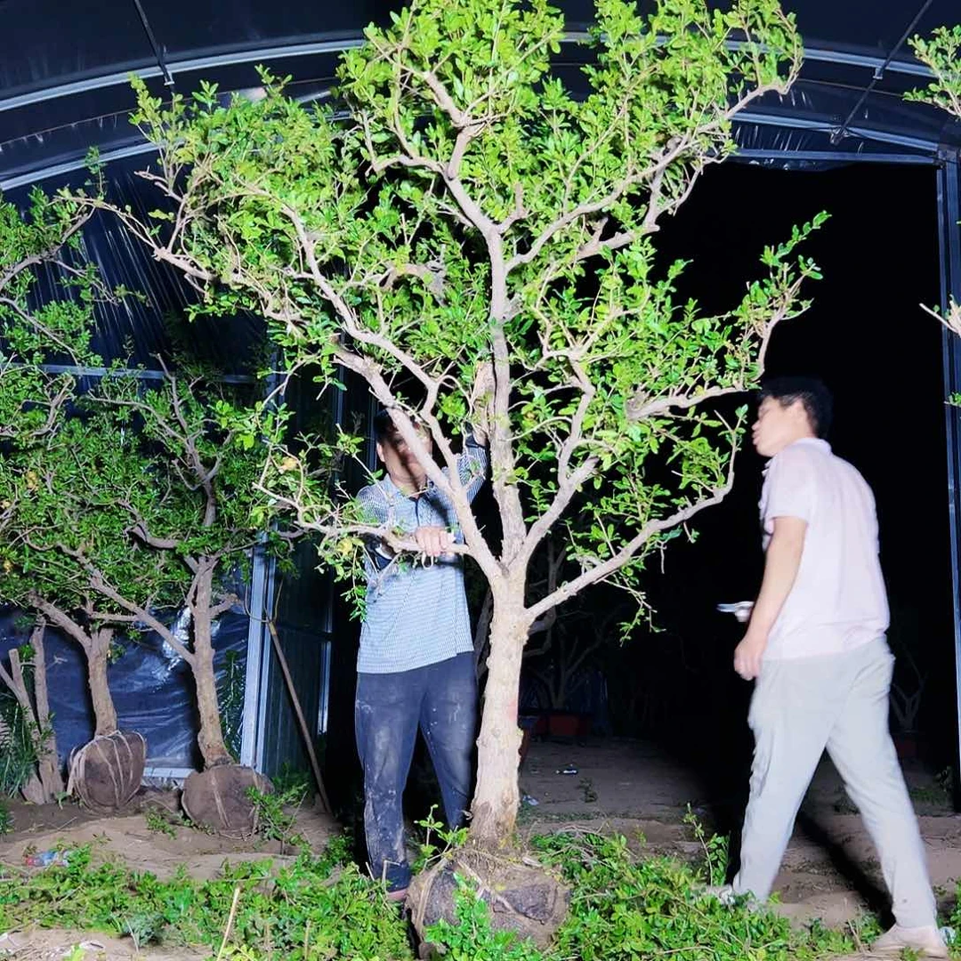 无花朵健健康康快快乐乐