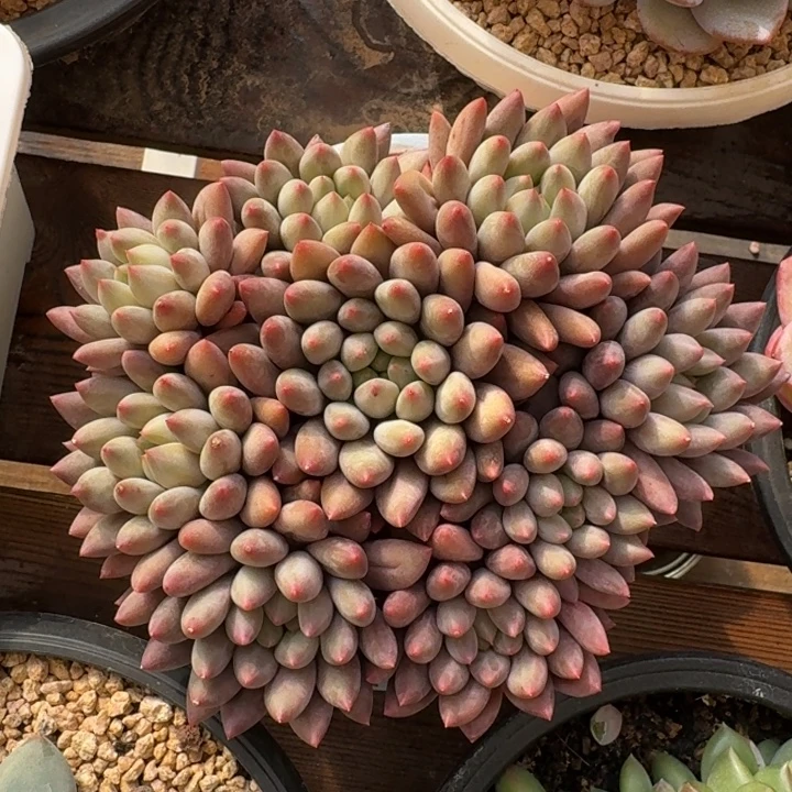 红蜻蜓手捧花新号福利价