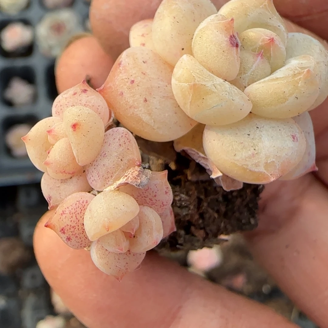 多肉小卡拉米糖心一物一拍