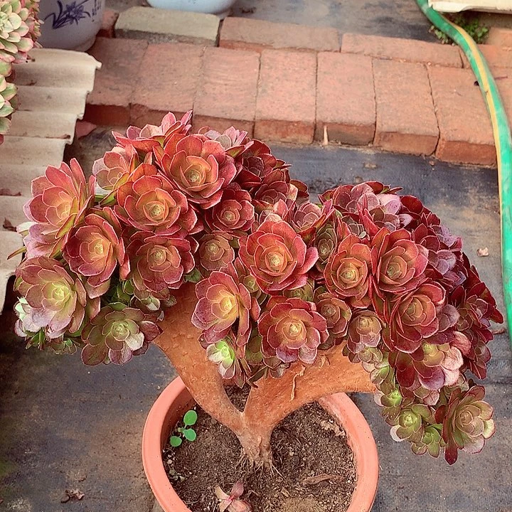 万缀朵朵，多肉植物