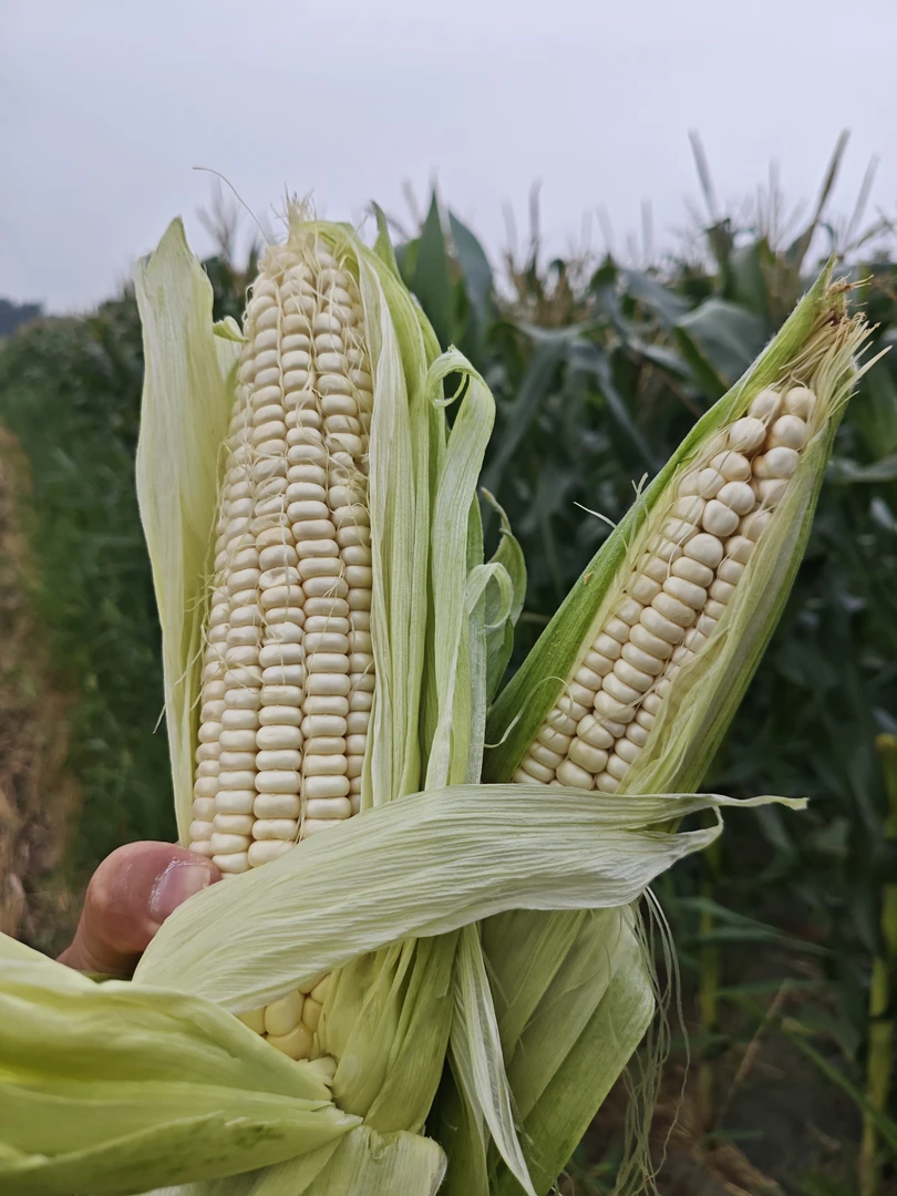 新鲜现摘白糯玉米香甜嫩带壳产地直发口感软糯