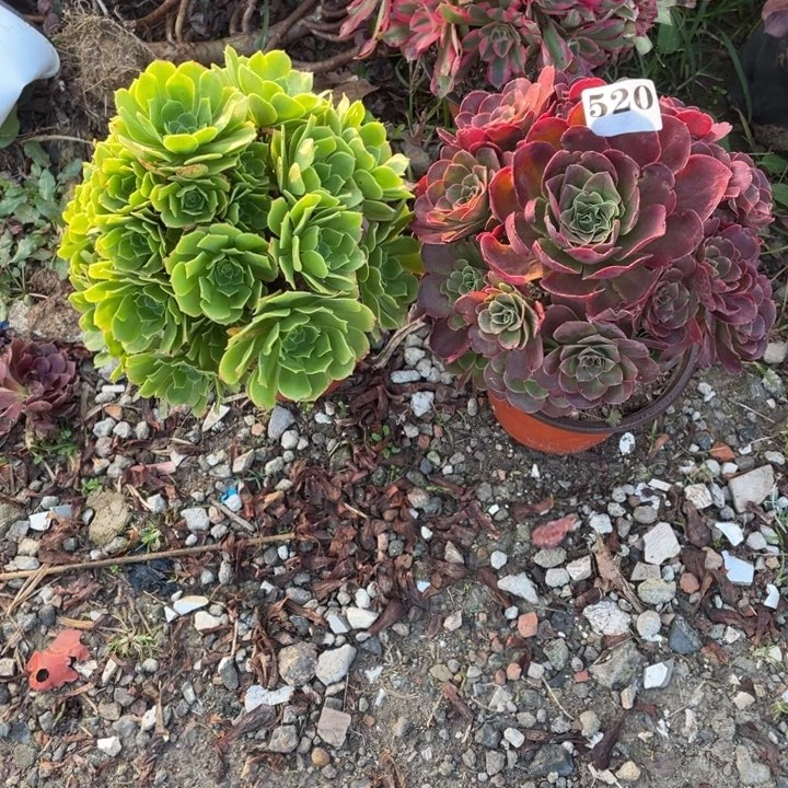 520号两颗法师组合