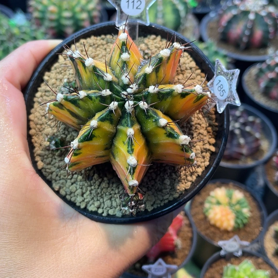 1-112米哈锦6.4厘米