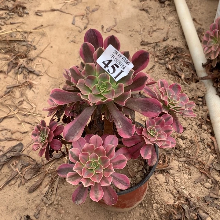 451美杜莎手捧东棚