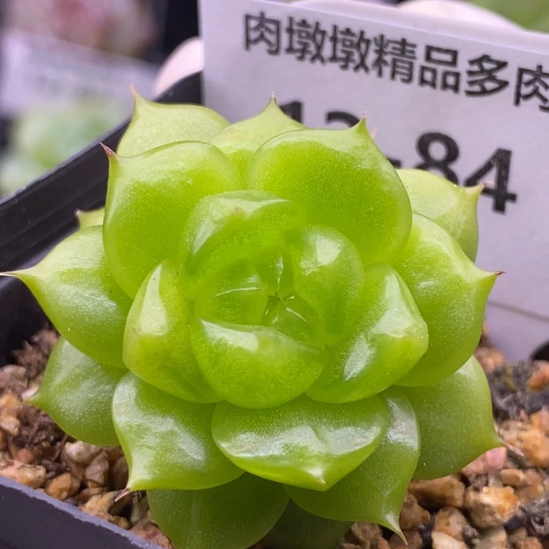 【闪购商品】12-84灯泡