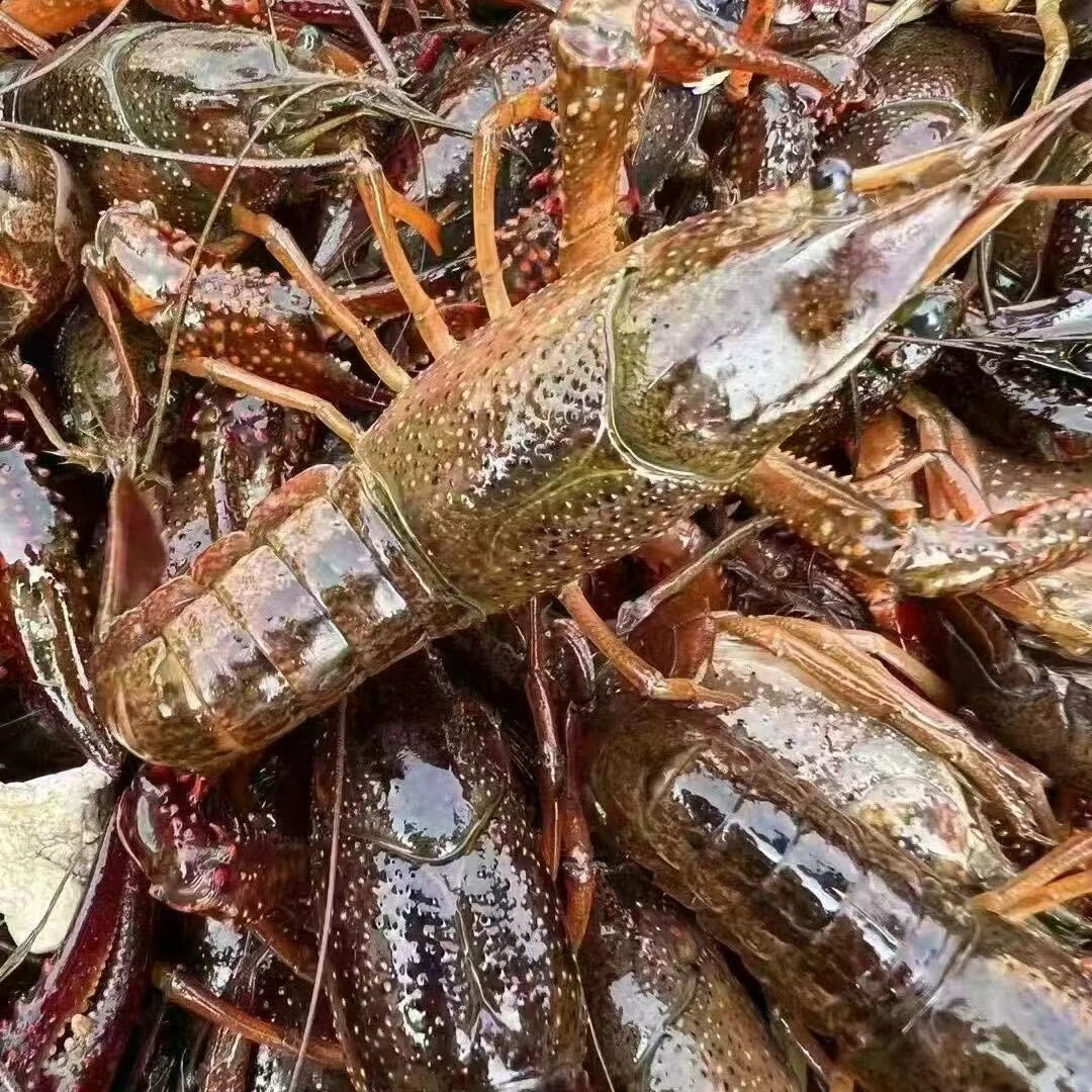 清水小龙虾（中青）