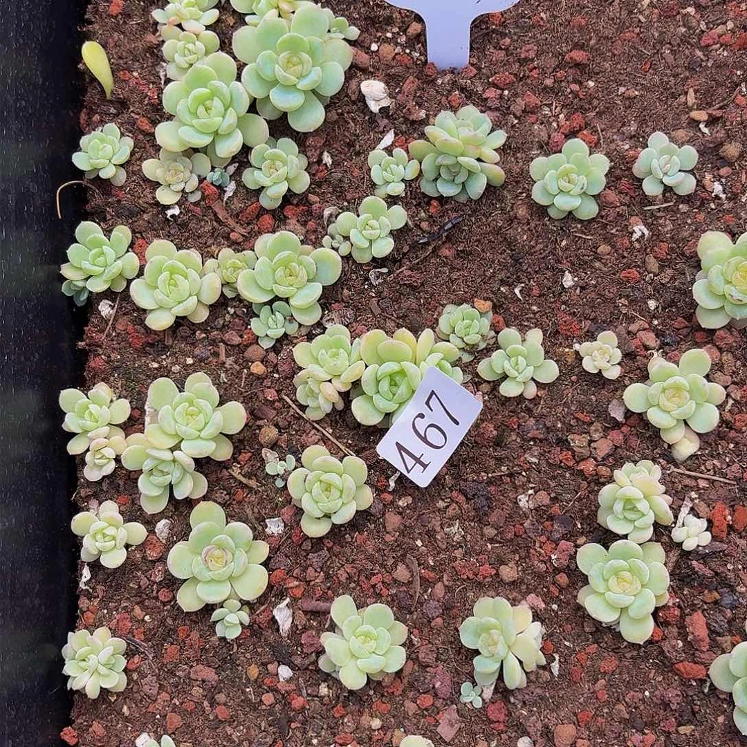 闻***?多肉植物多肉植物467