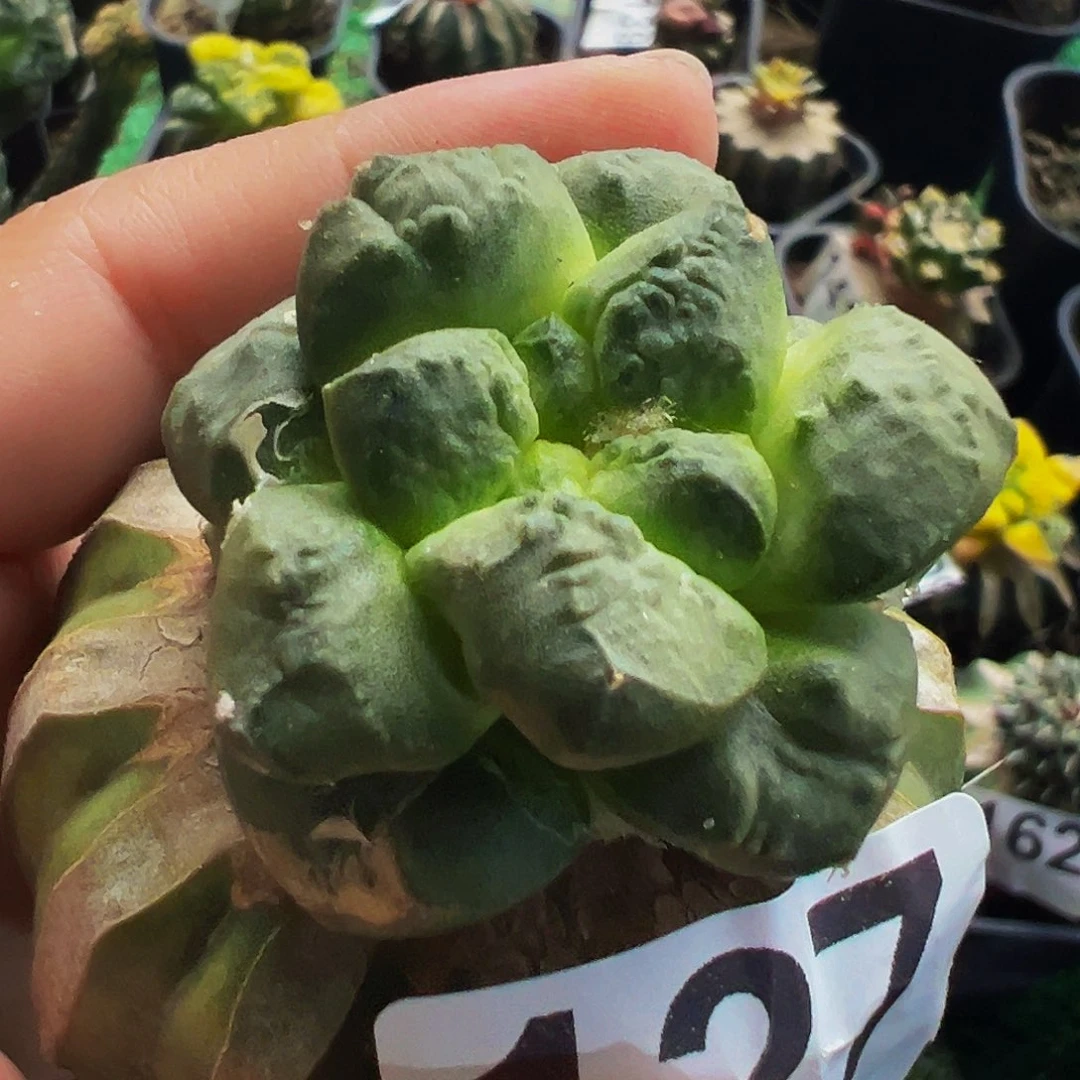无花朵福利小尤光面连山牡丹127