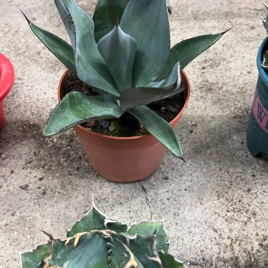 爽白狐龙舌兰植物