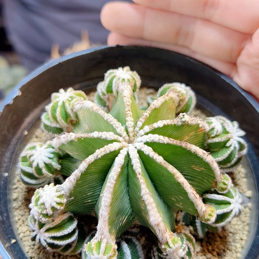 54号自根辛盾花笼9.4公分带小木心