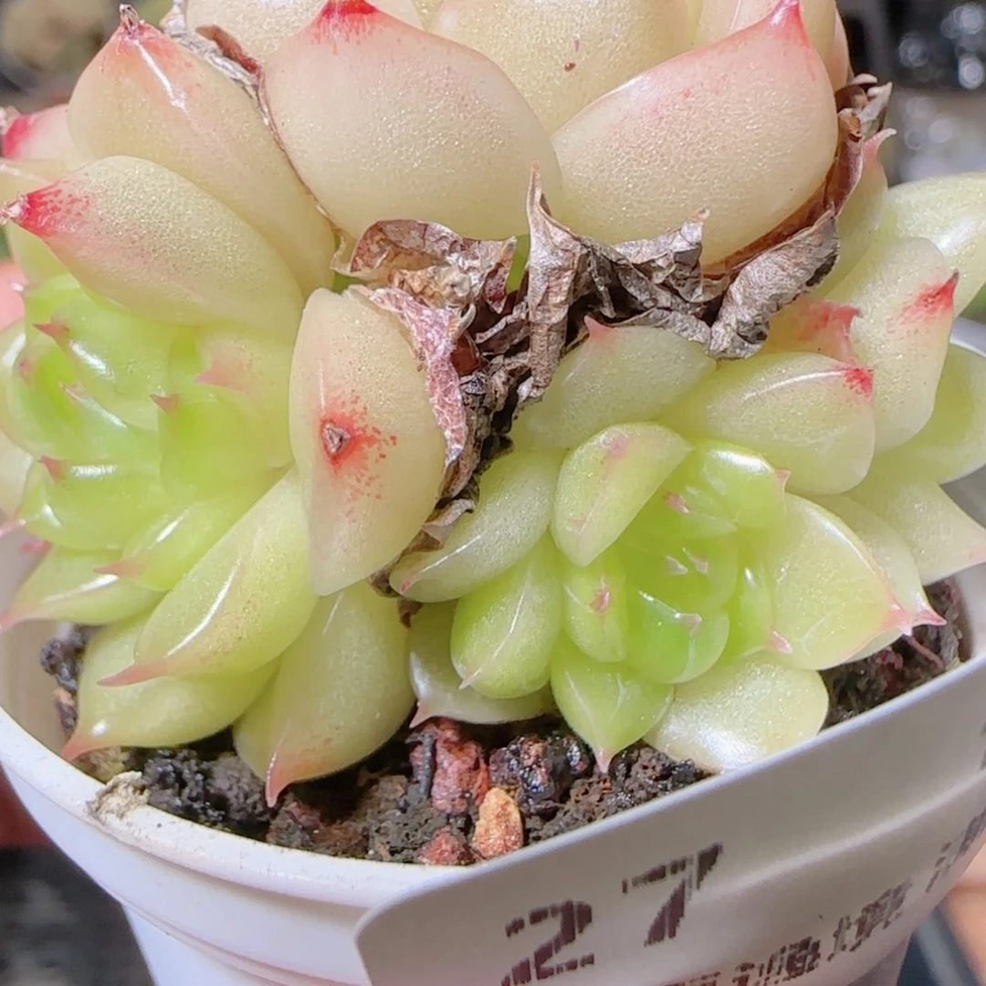 花语逸镜1101-27散