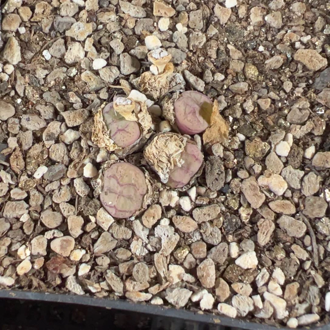 16-96猴脸多肉植物，
