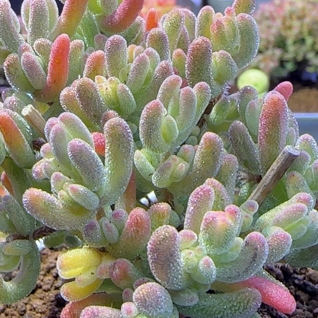 dy094橙叶锦直杆双岔