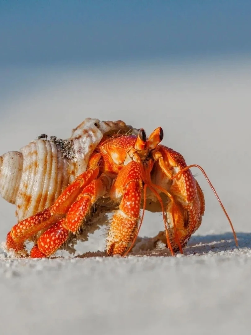 懒人桌面萌宠寄居蟹里拉彩灰黑莓厄瓜补拍专用