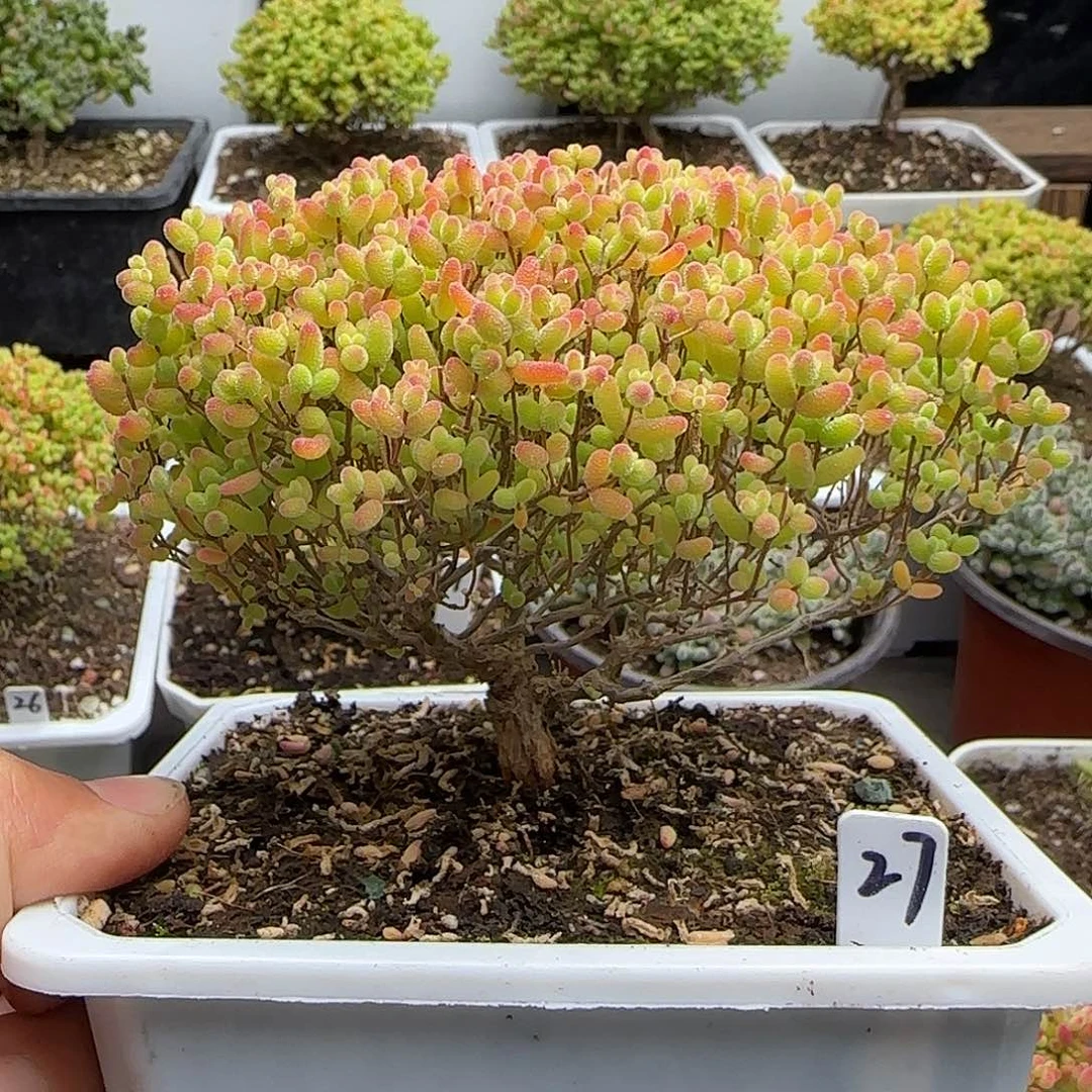 蜜橘糖球一物一拍