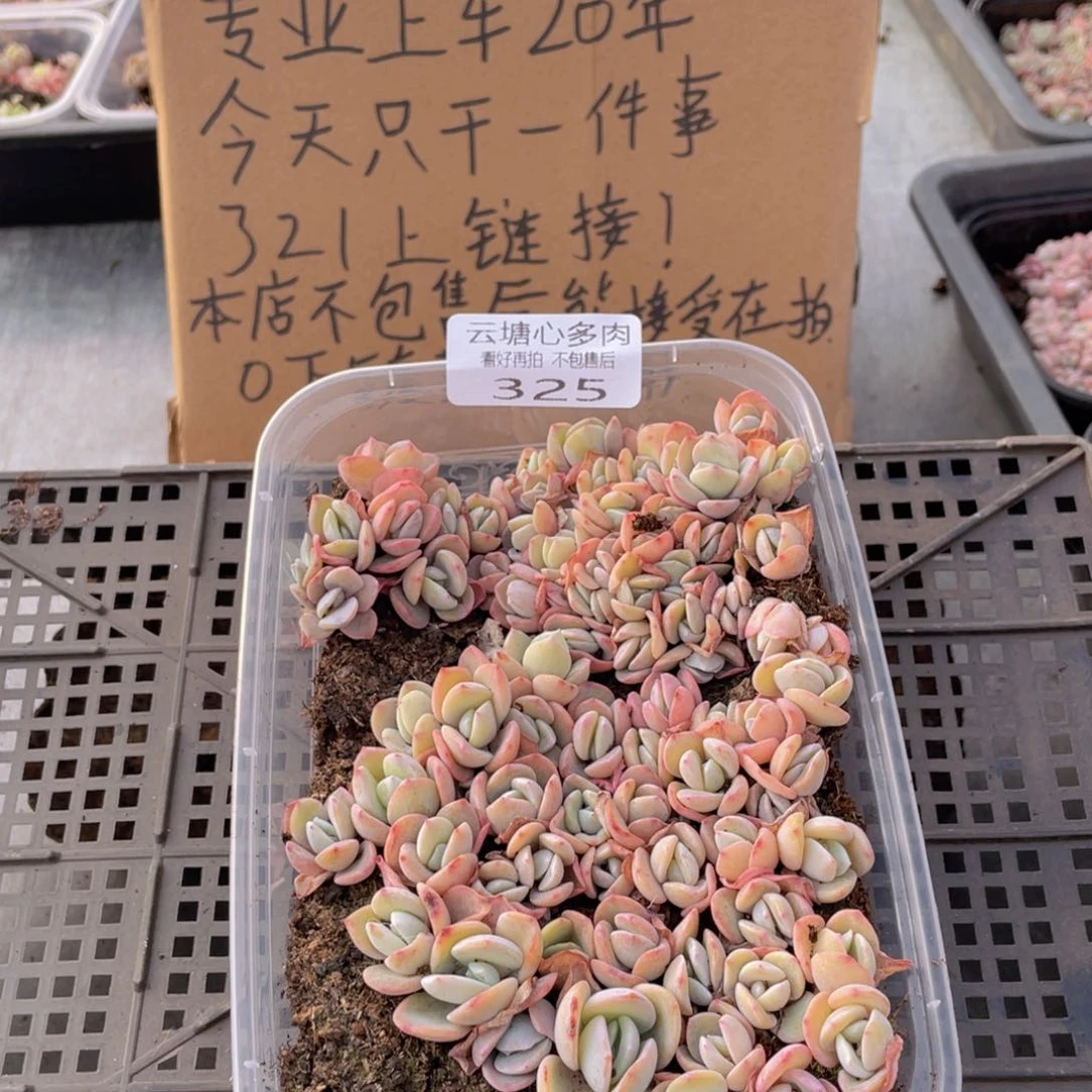 云糖心多肉植物325