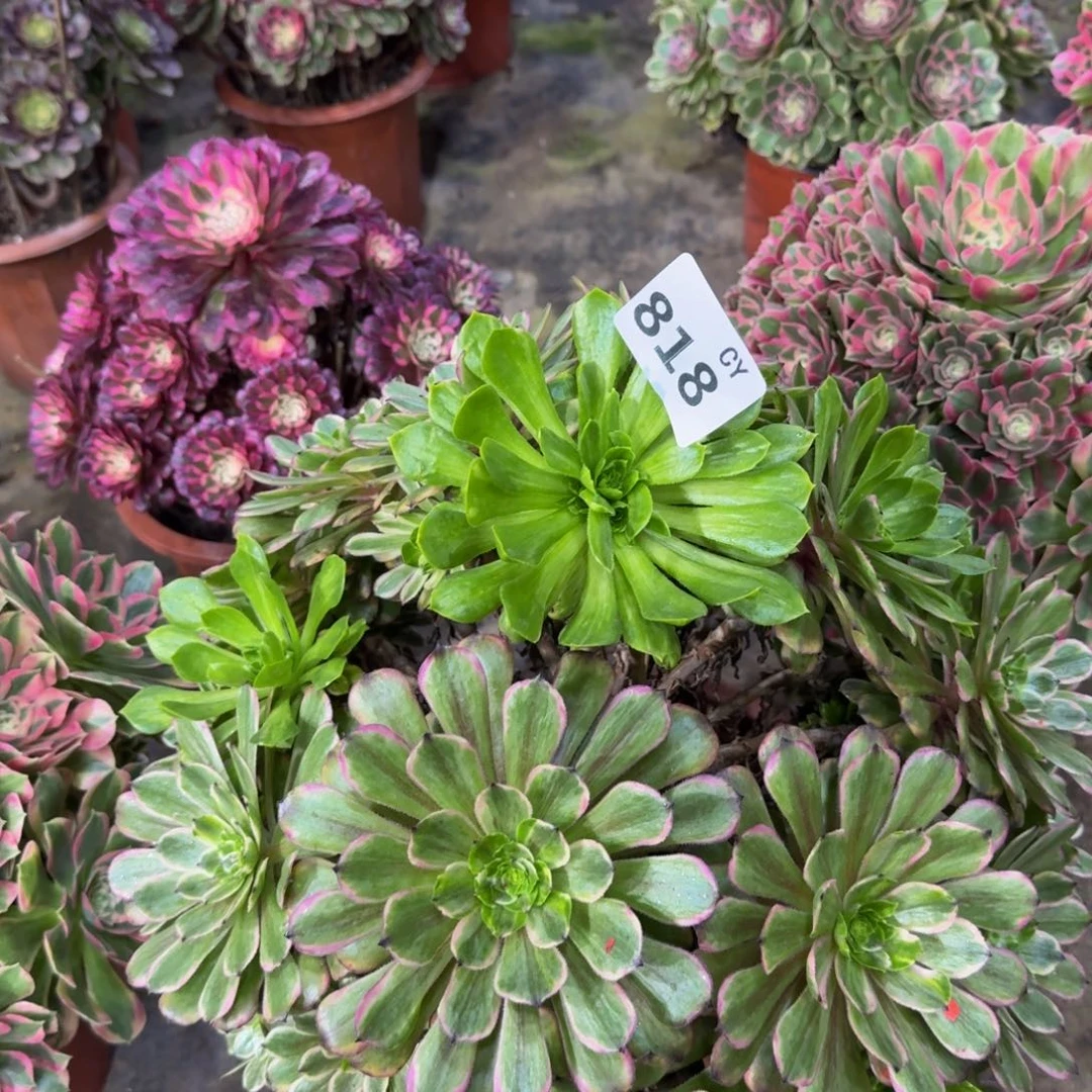 多肉植物818粉袋 法师